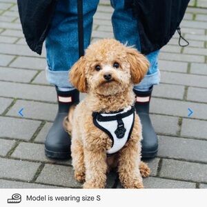 CANADA POOCH Harness